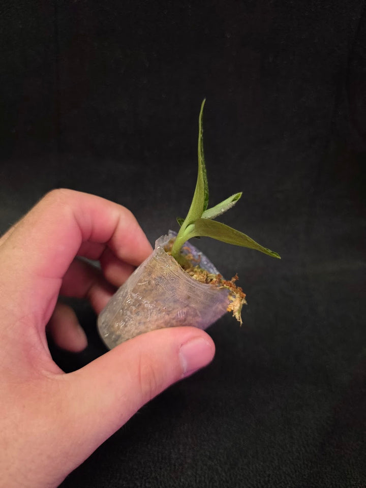 Ludisia Offdiscolor Alba #08