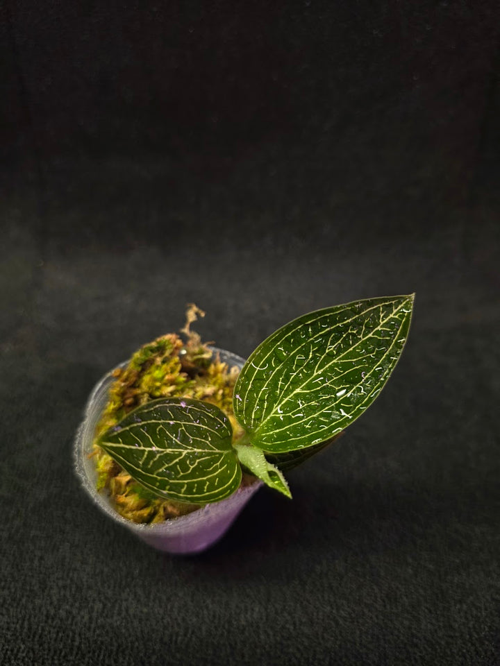 Ludisia Offdiscolor Alba #09