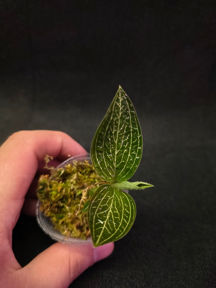 Ludisia Offdiscolor Alba #09