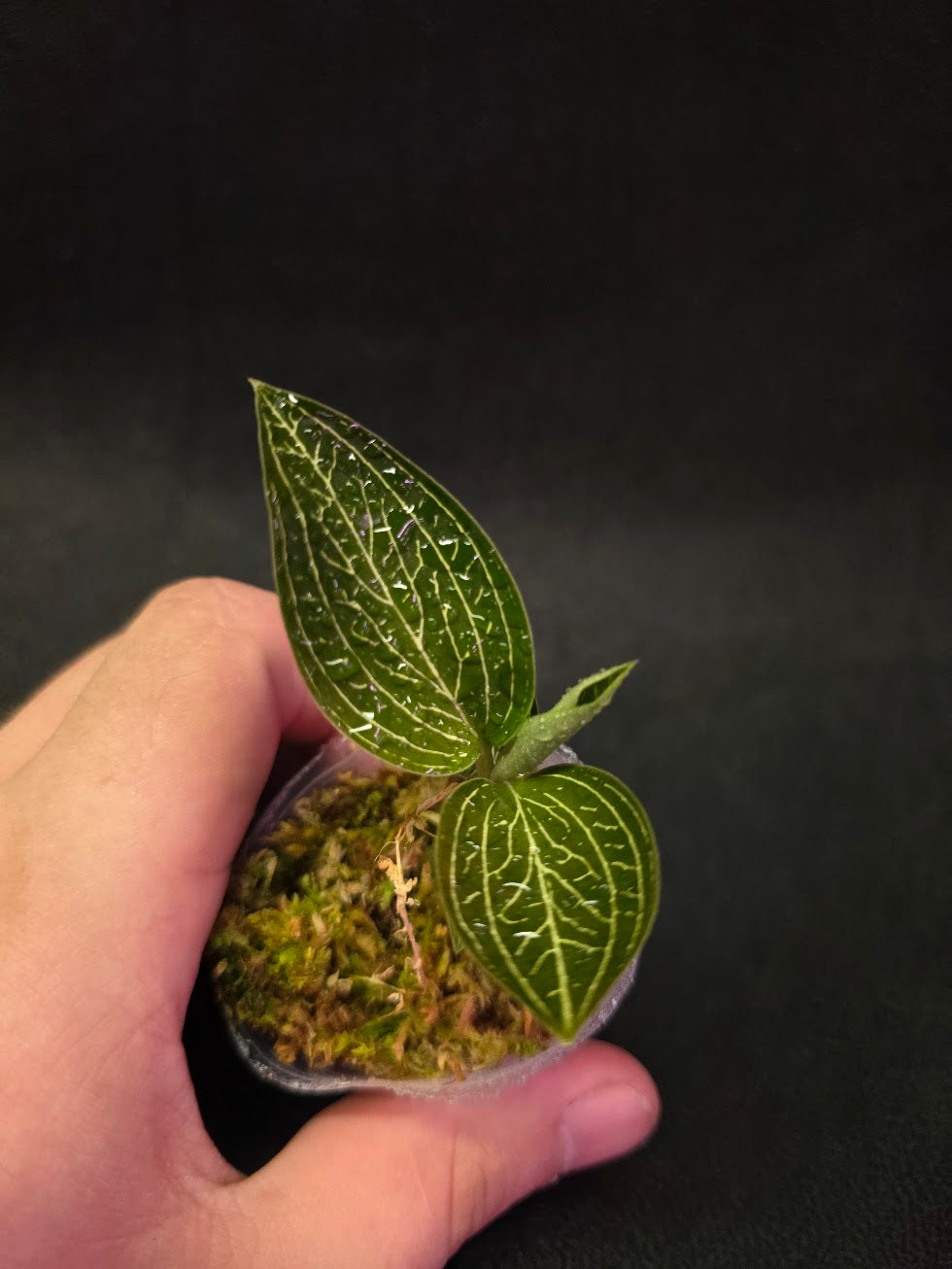Ludisia Offdiscolor Alba #09