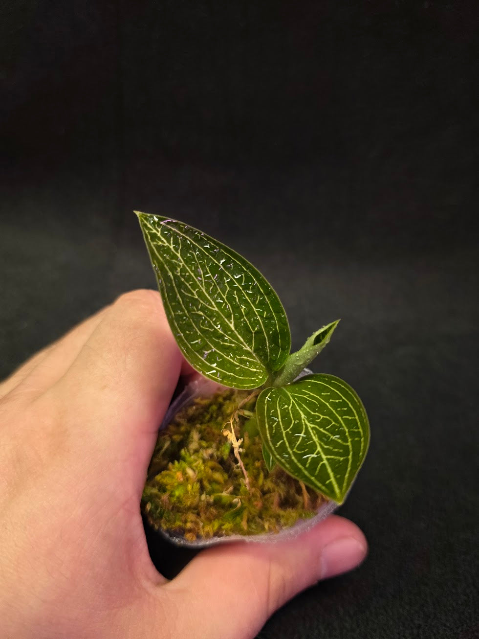 Ludisia Offdiscolor Alba #09