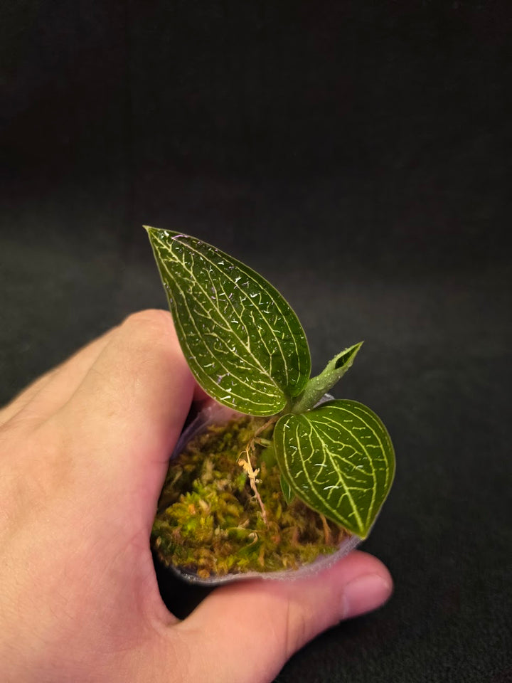 Ludisia Offdiscolor Alba #09