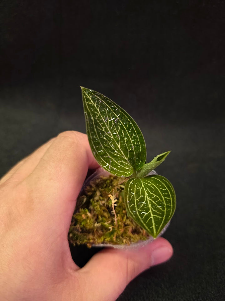 Ludisia Offdiscolor Alba #09
