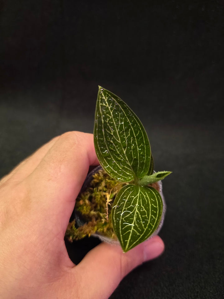 Ludisia Offdiscolor Alba #09
