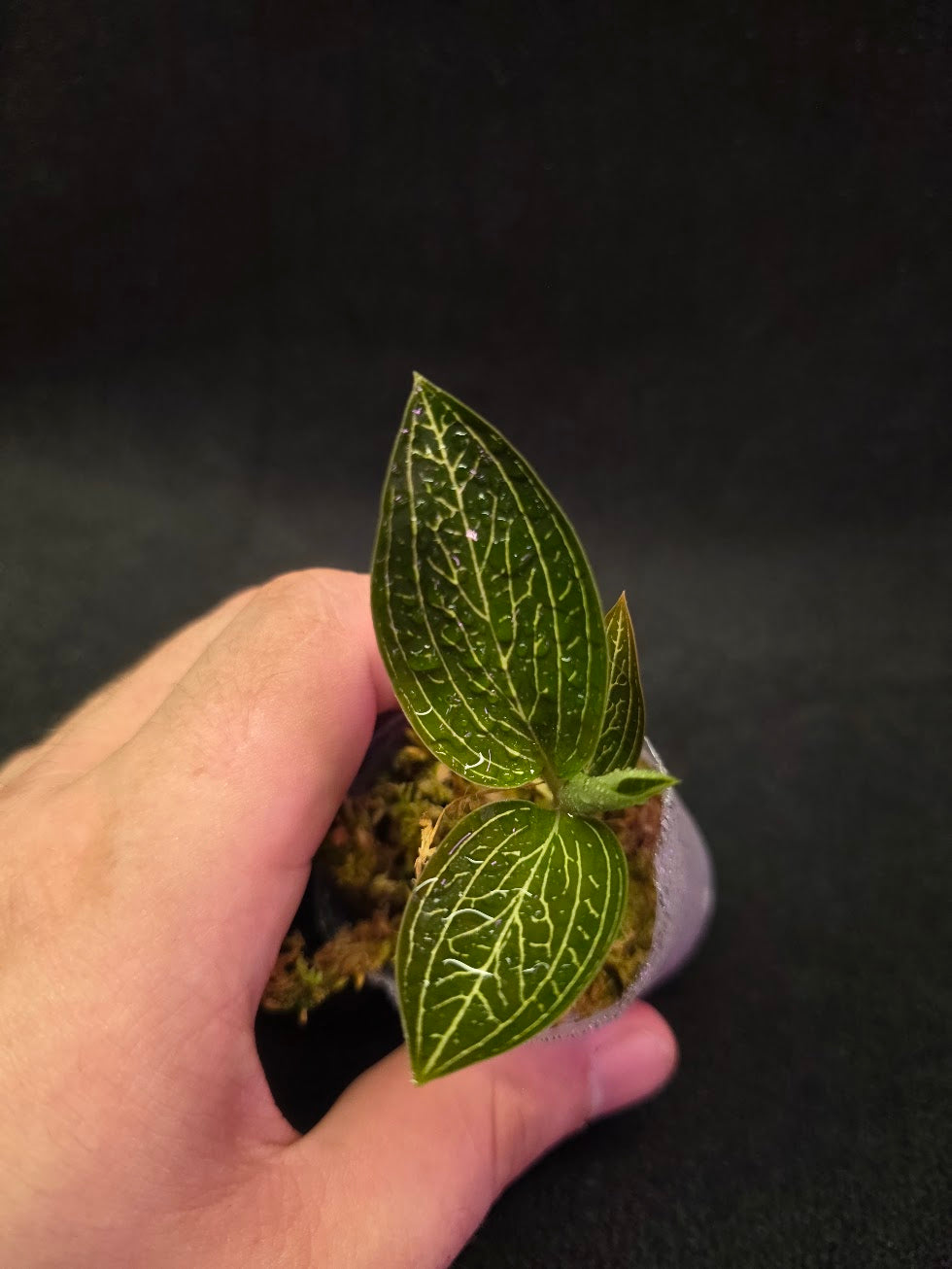 Ludisia Offdiscolor Alba #09