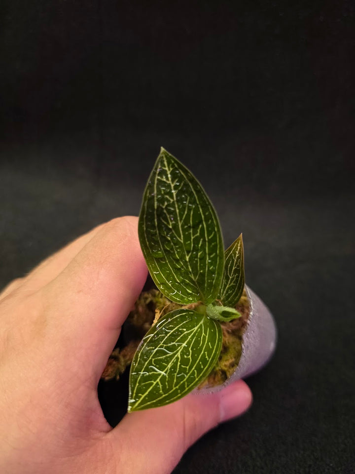 Ludisia Offdiscolor Alba #09