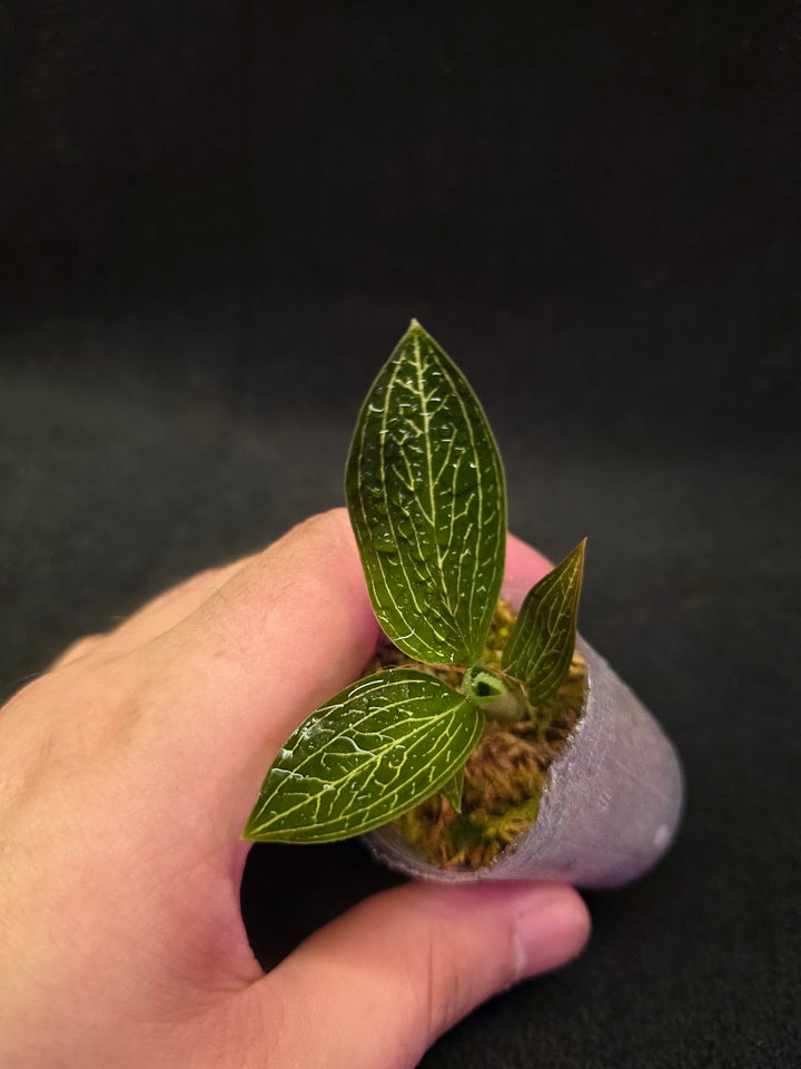 Ludisia Offdiscolor Alba #09