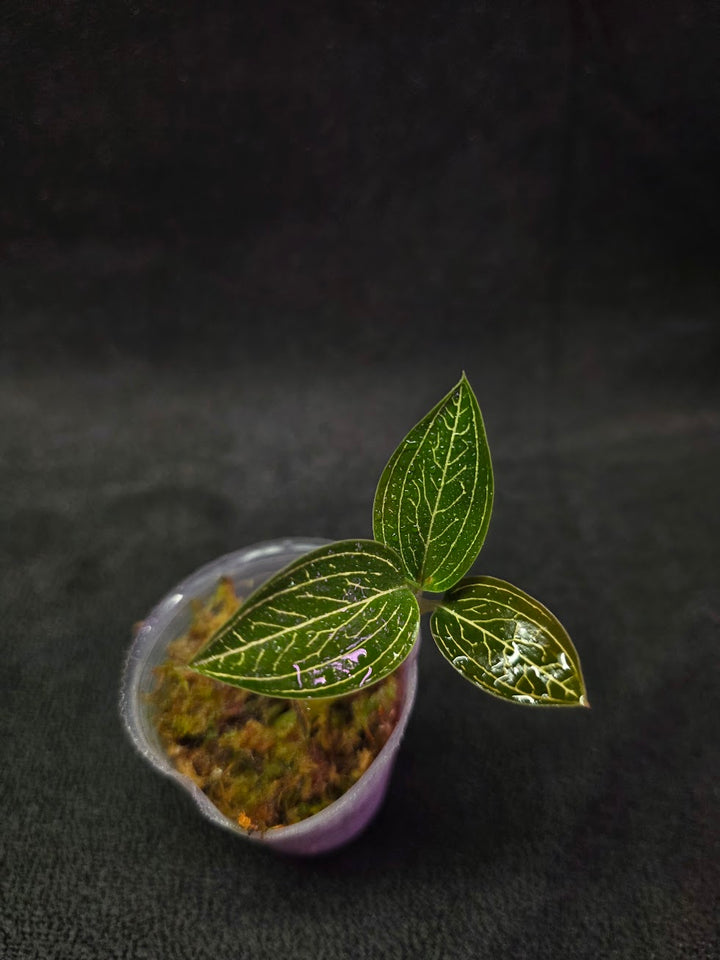 Ludisia Offdiscolor Alba #10