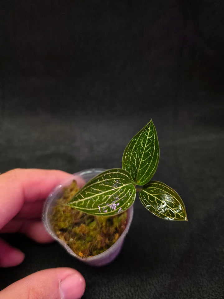 Ludisia Offdiscolor Alba #10