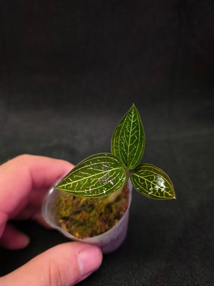 Ludisia Offdiscolor Alba #10