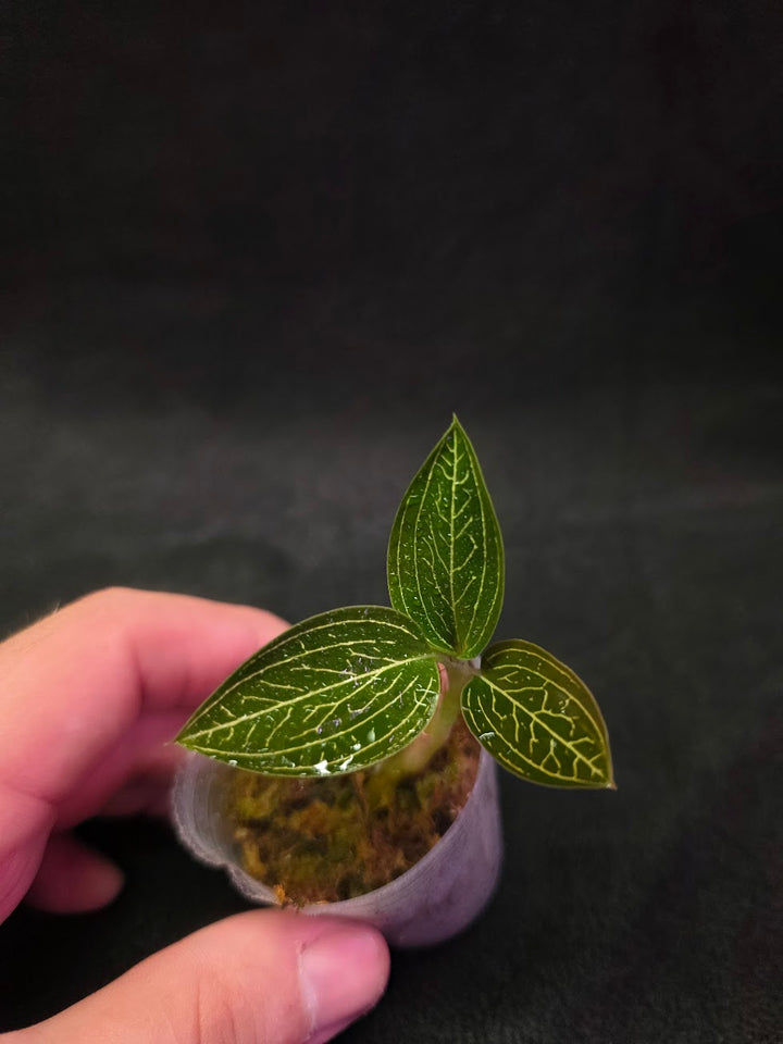 Ludisia Offdiscolor Alba #10