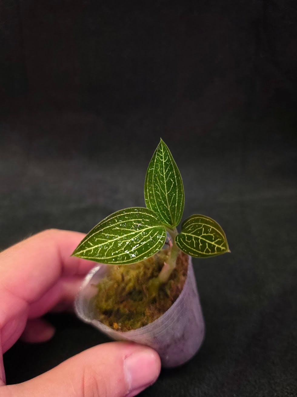 Ludisia Offdiscolor Alba #10