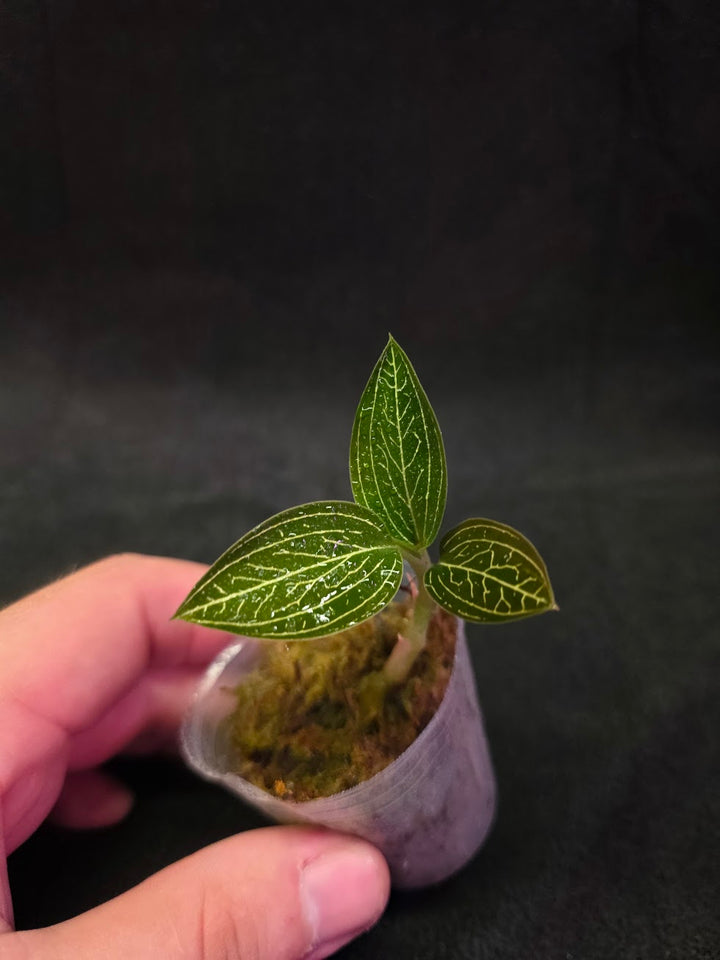 Ludisia Offdiscolor Alba #10