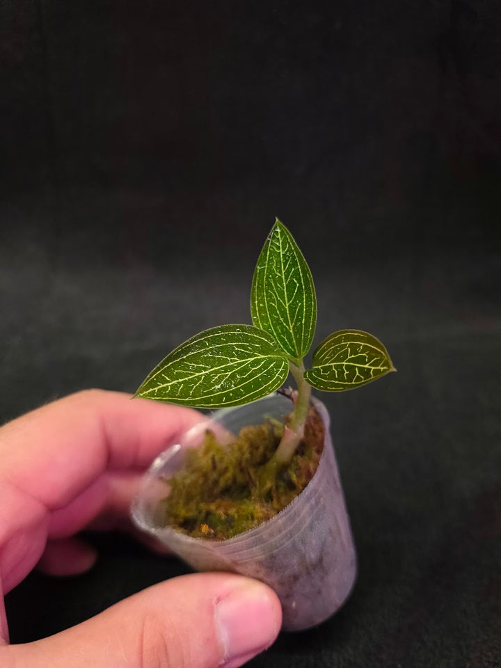 Ludisia Offdiscolor Alba #10