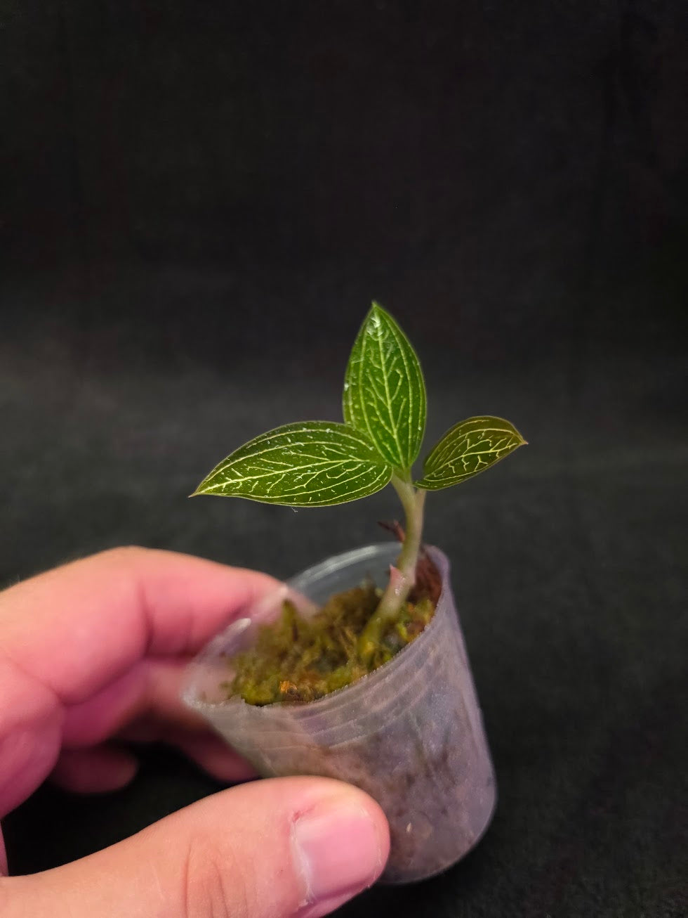 Ludisia Offdiscolor Alba #10