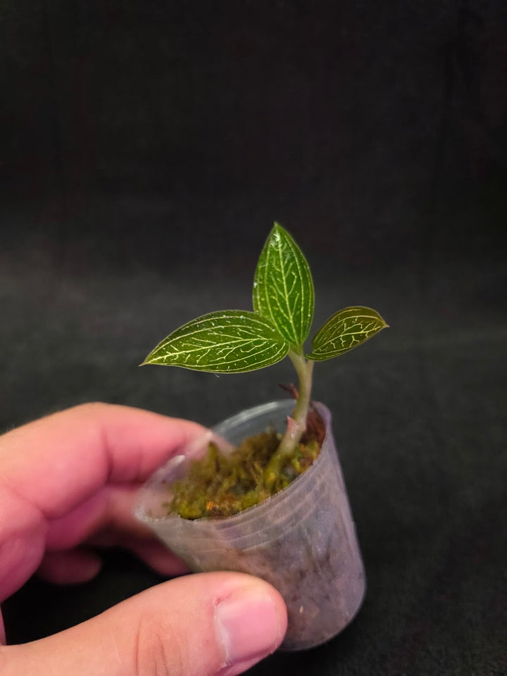 Ludisia Offdiscolor Alba #10