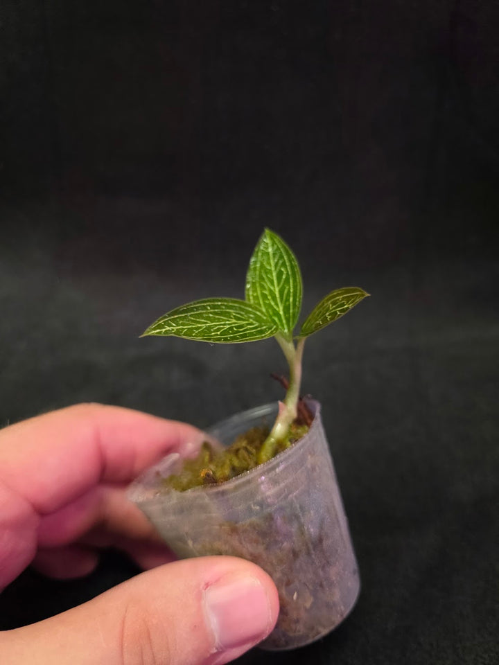 Ludisia Offdiscolor Alba #10