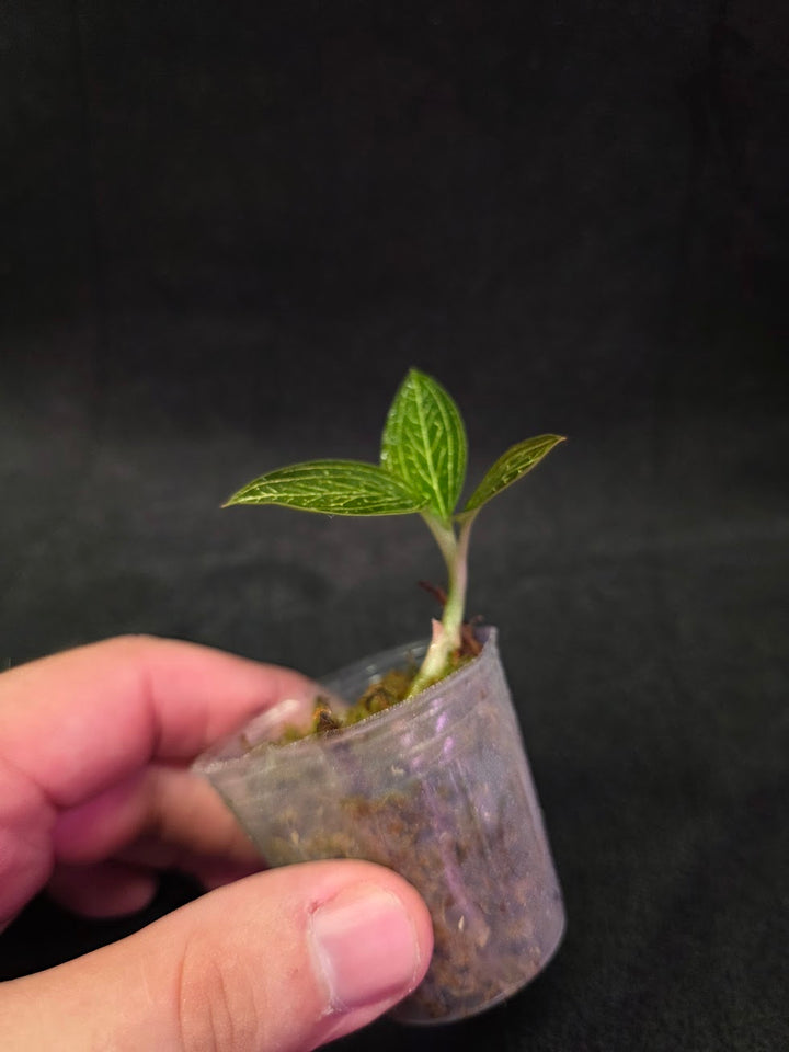 Ludisia Offdiscolor Alba #10