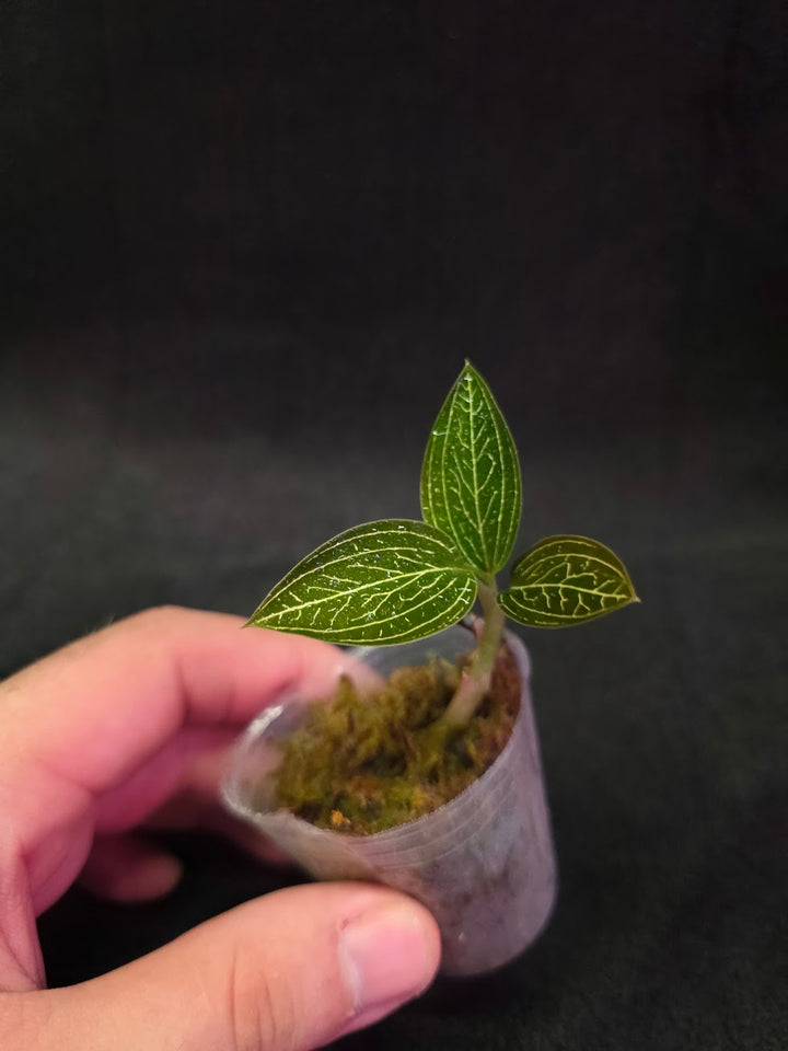Ludisia Offdiscolor Alba #10