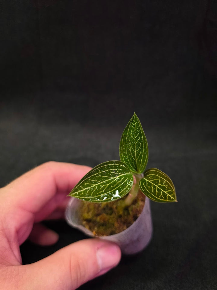 Ludisia Offdiscolor Alba #10