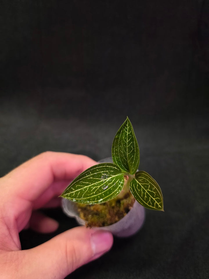 Ludisia Offdiscolor Alba #10
