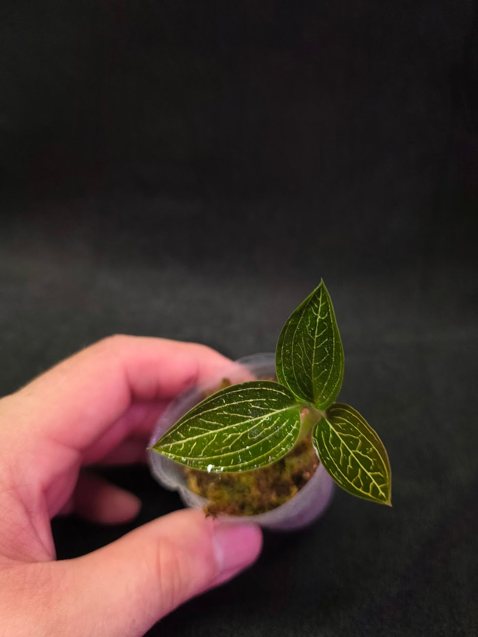 Ludisia Offdiscolor Alba #10