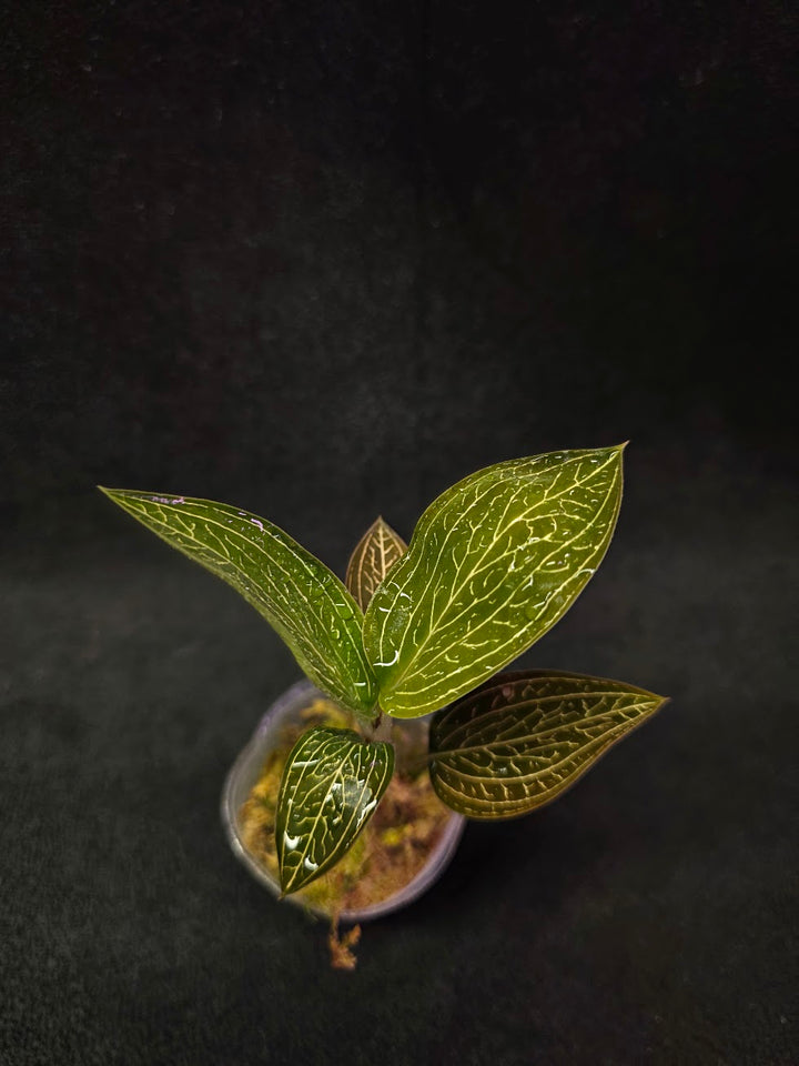 Ludisia Offdiscolor Alba #11