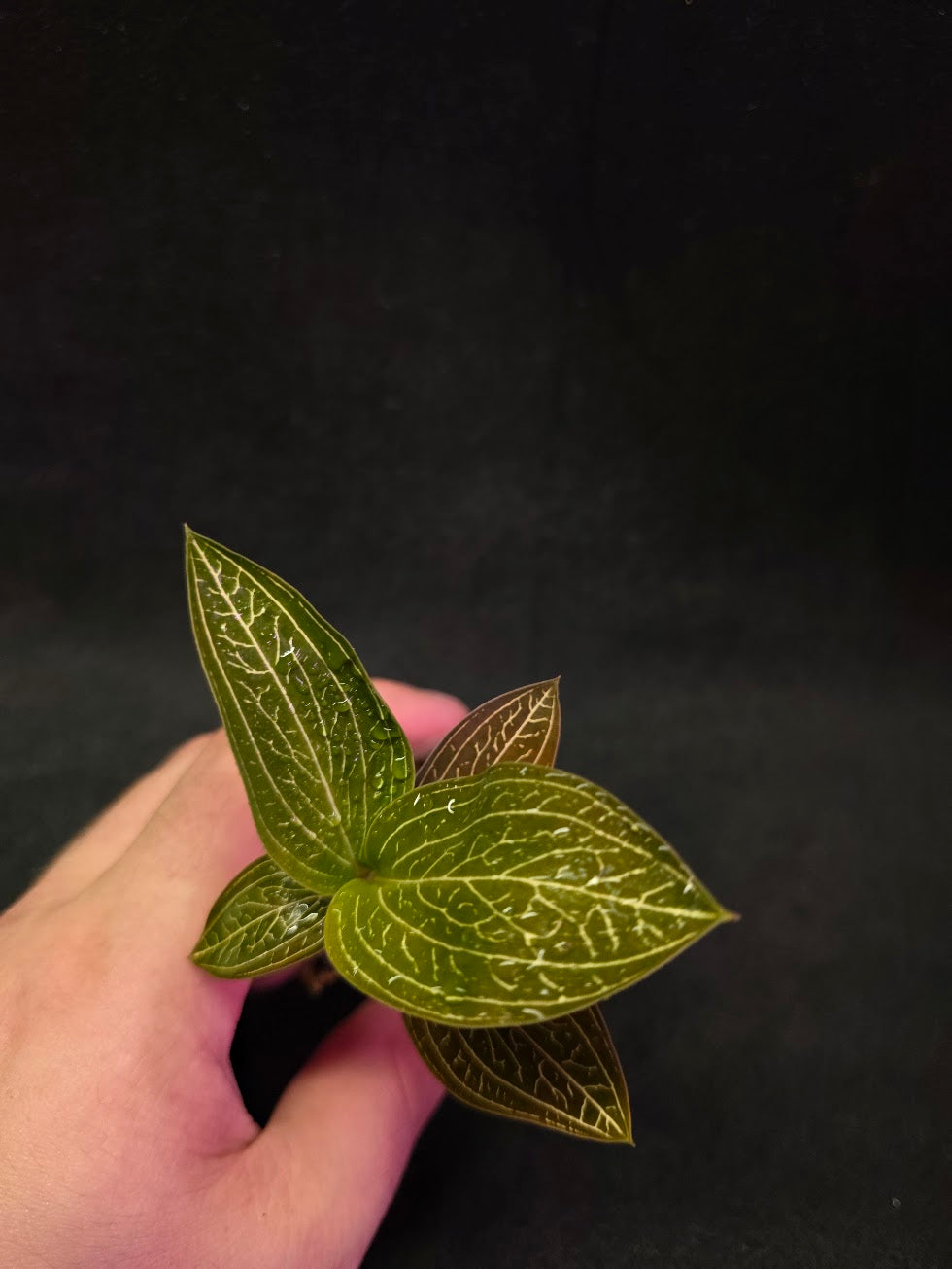 Ludisia Offdiscolor Alba #11