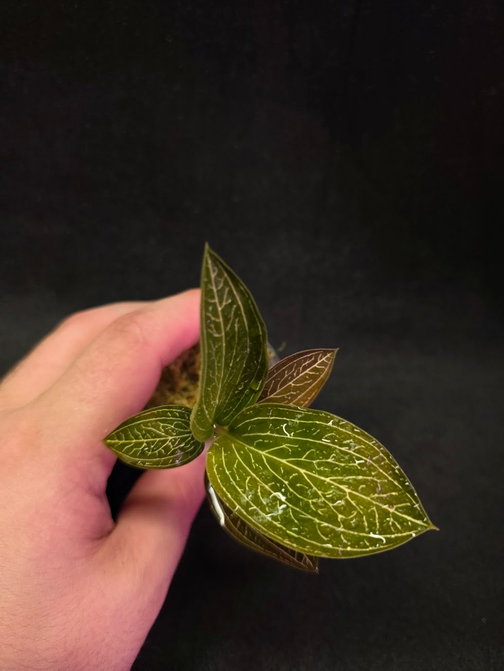 Ludisia Offdiscolor Alba #11