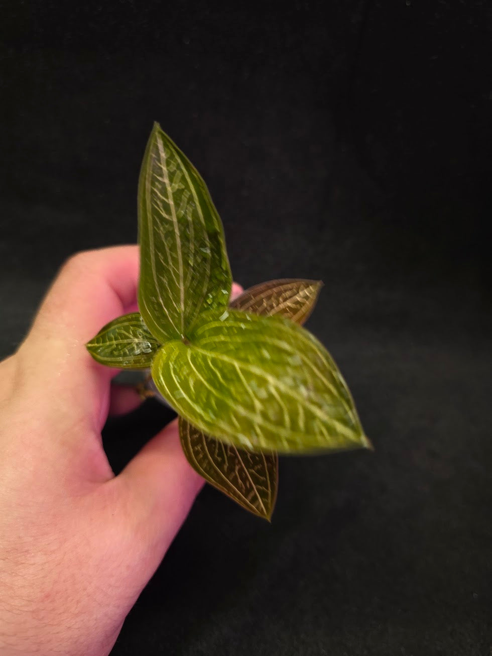 Ludisia Offdiscolor Alba #11