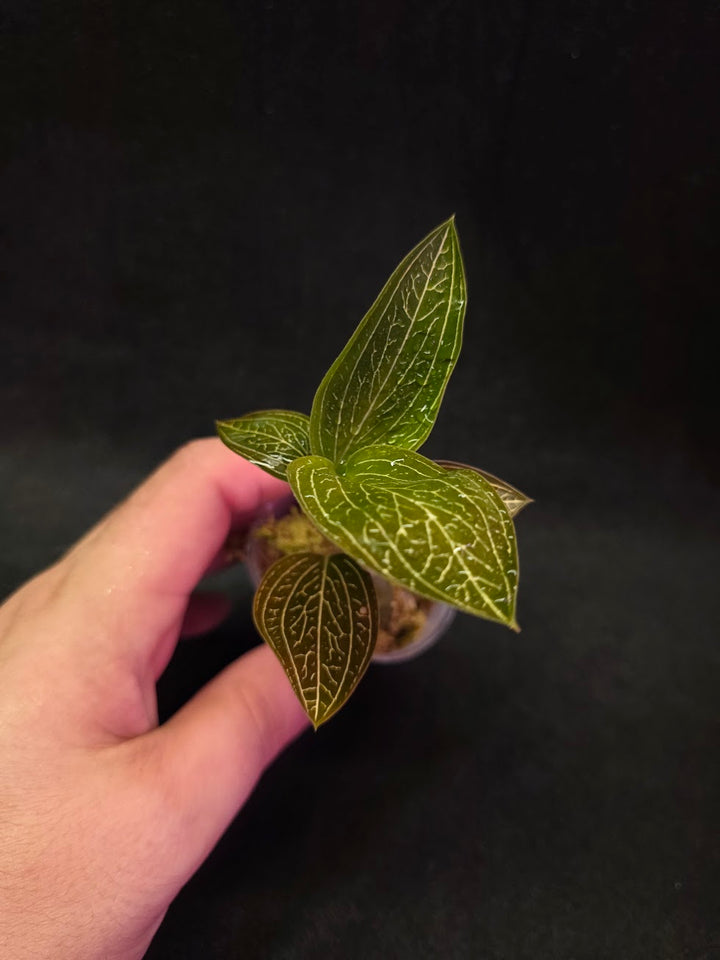 Ludisia Offdiscolor Alba #11