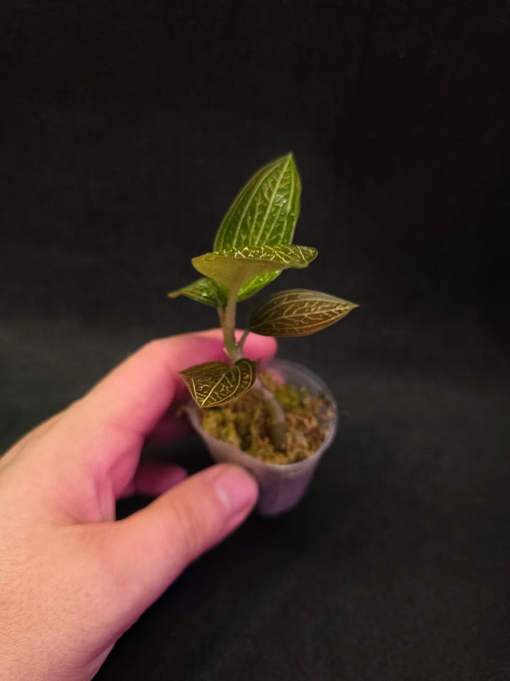 Ludisia Offdiscolor Alba #11