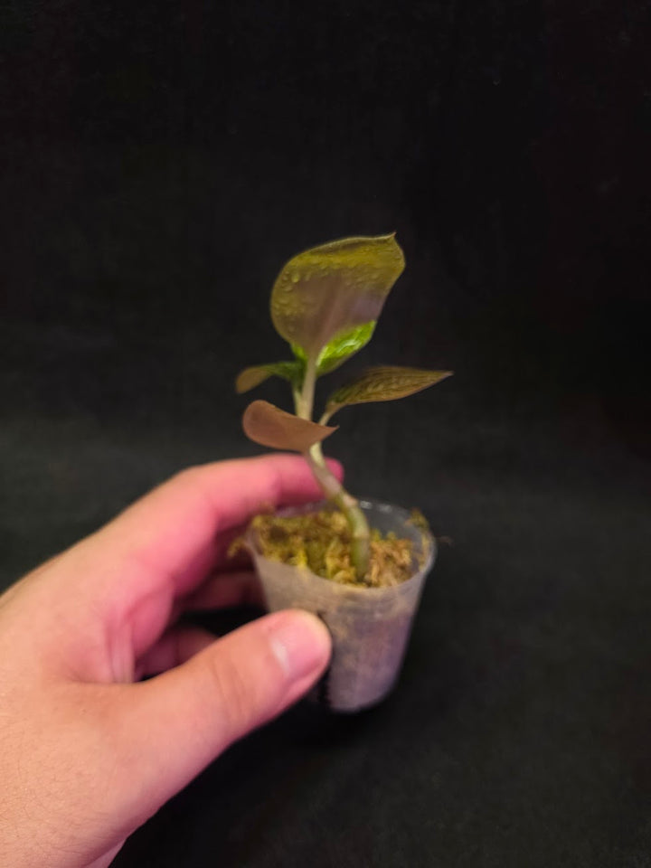 Ludisia Offdiscolor Alba #11