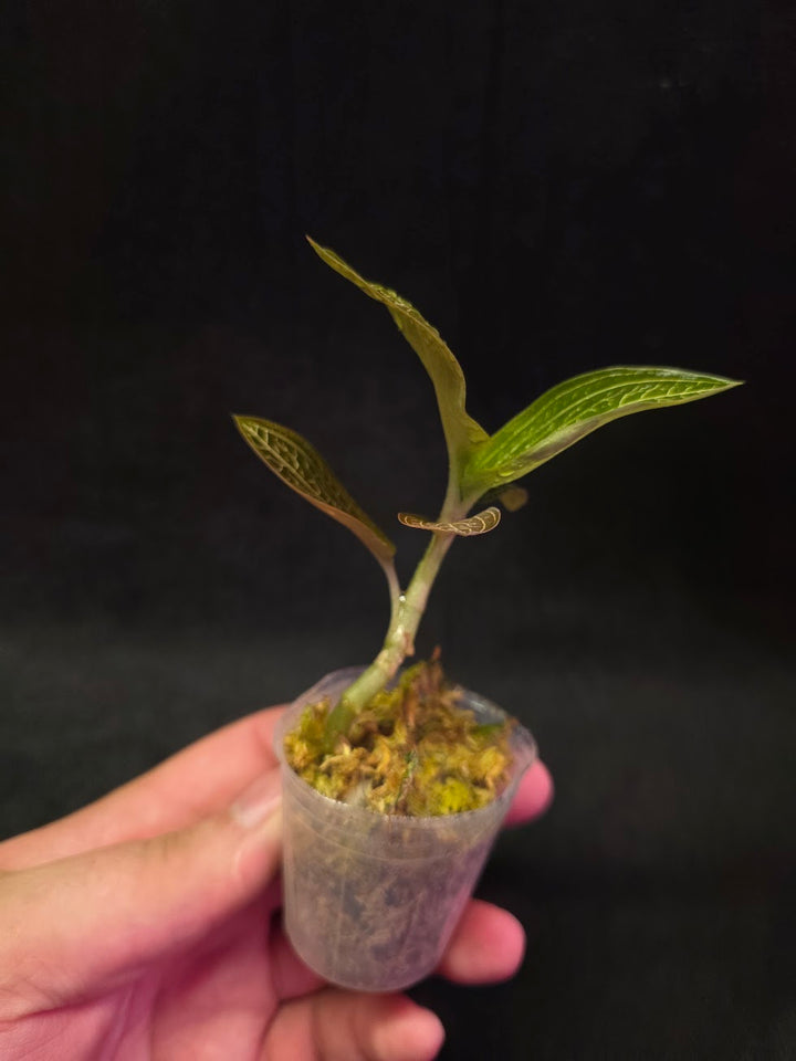 Ludisia Offdiscolor Alba #11