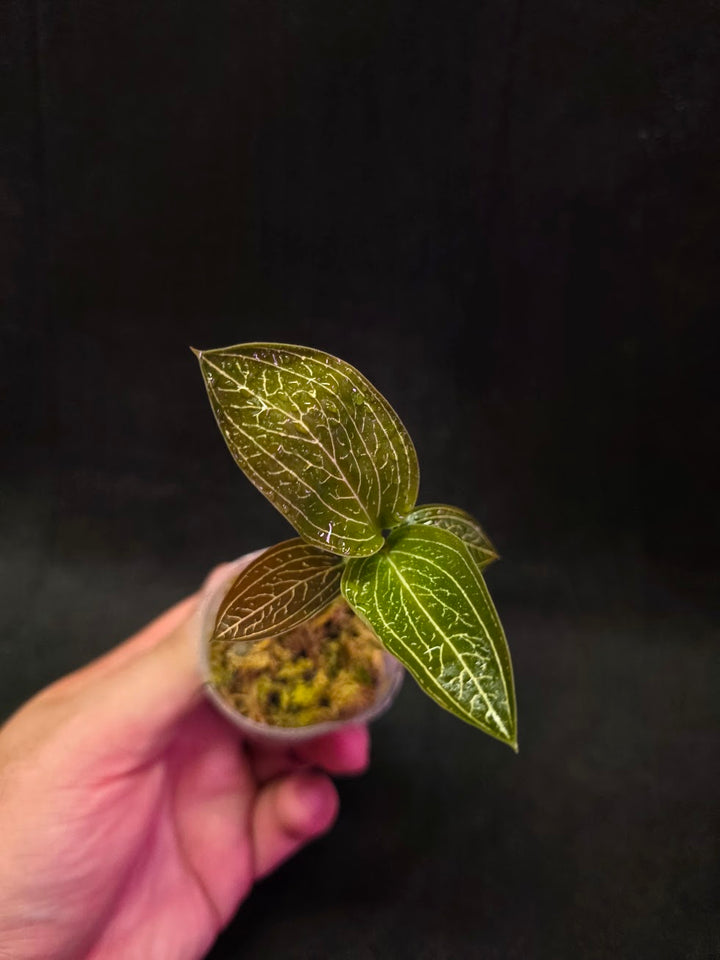 Ludisia Offdiscolor Alba #11