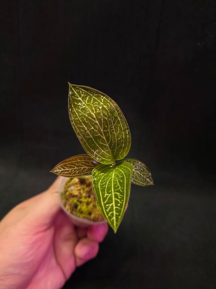Ludisia Offdiscolor Alba #11