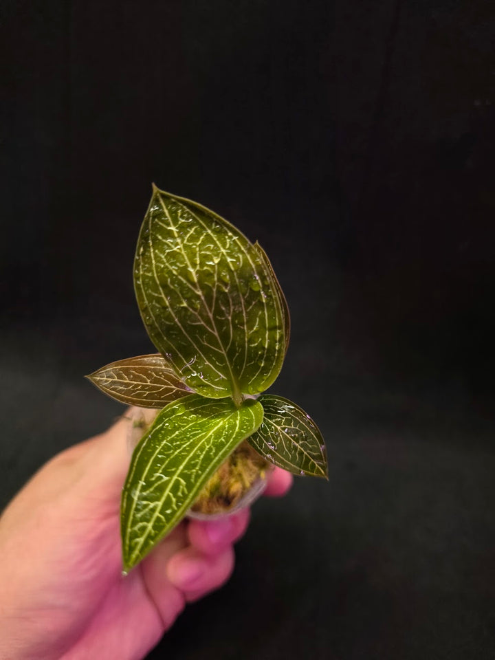 Ludisia Offdiscolor Alba #11