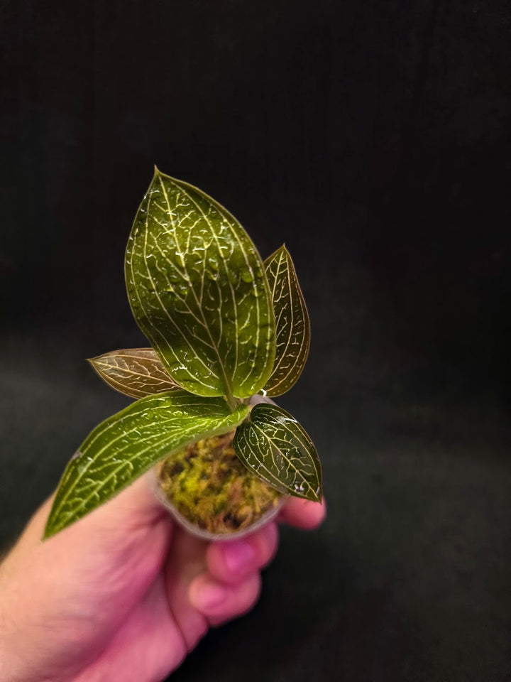 Ludisia Offdiscolor Alba #11