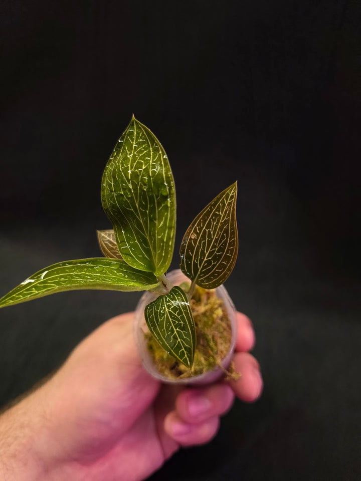 Ludisia Offdiscolor Alba #11