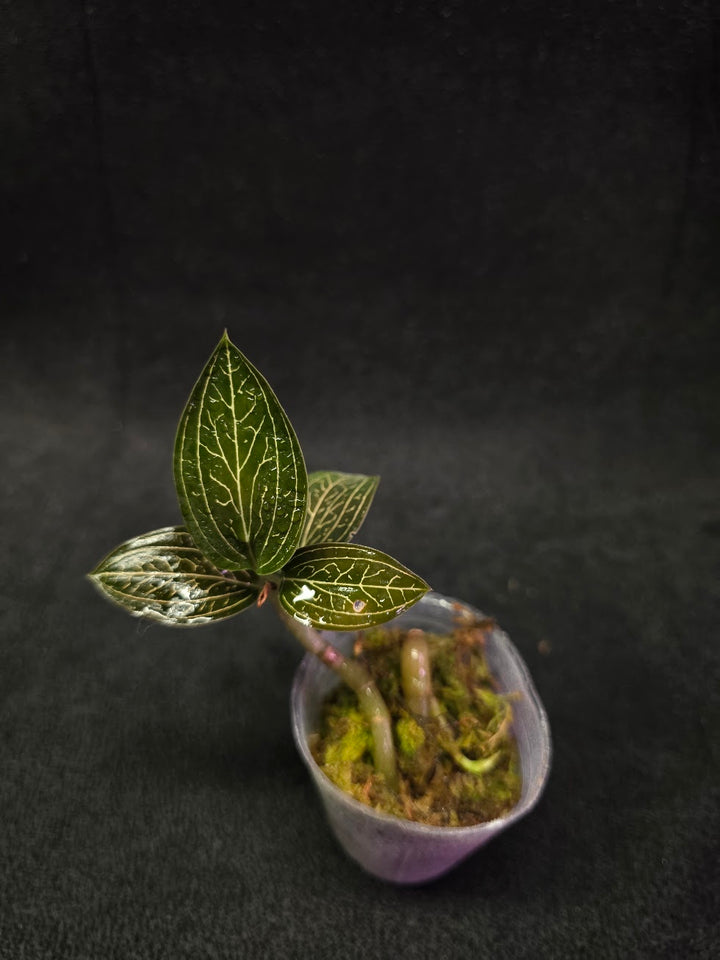 Ludisia Offdiscolor Alba #12