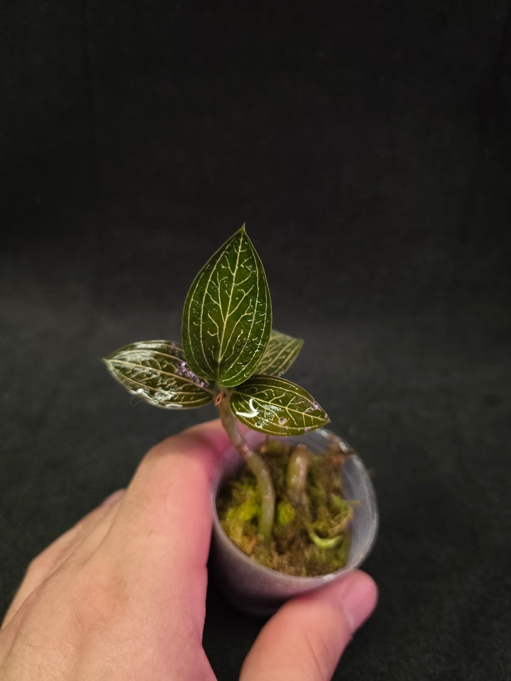 Ludisia Offdiscolor Alba #12