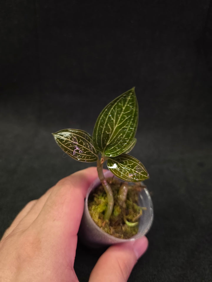 Ludisia Offdiscolor Alba #12