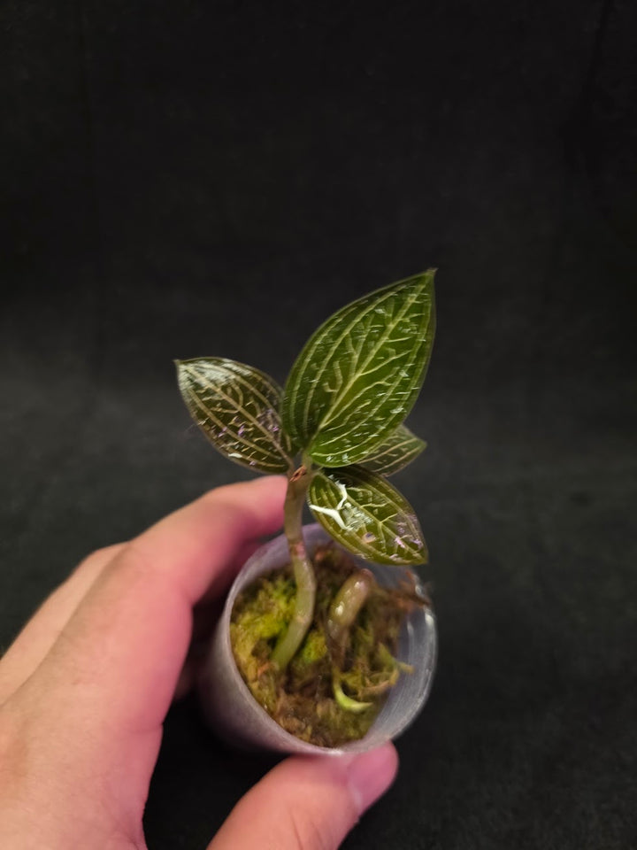 Ludisia Offdiscolor Alba #12