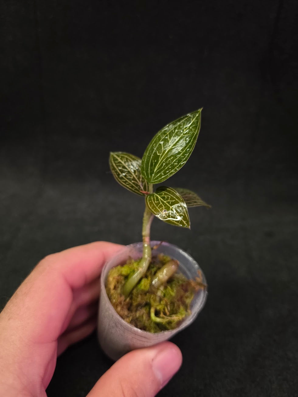 Ludisia Offdiscolor Alba #12