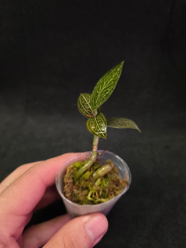 Ludisia Offdiscolor Alba #12