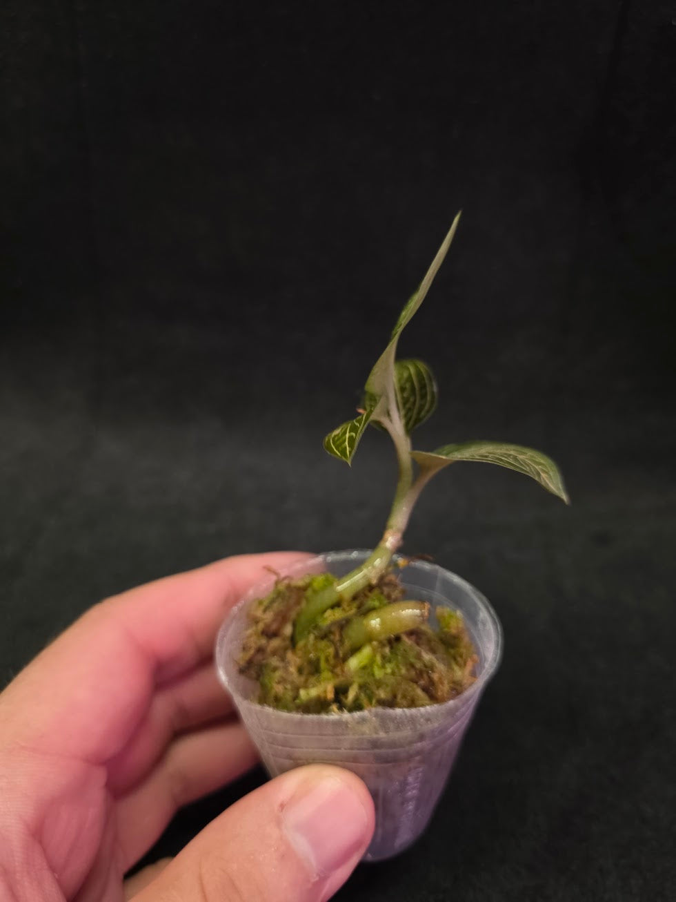 Ludisia Offdiscolor Alba #12