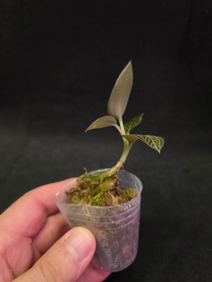 Ludisia Offdiscolor Alba #12