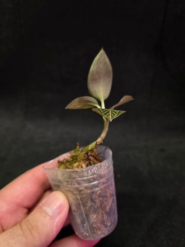 Ludisia Offdiscolor Alba #12