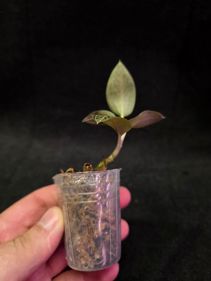 Ludisia Offdiscolor Alba #12