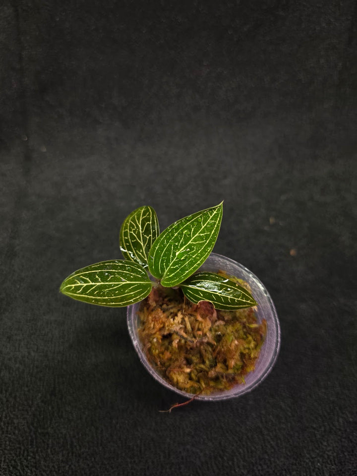 Ludisia Offdiscolor Alba #13
